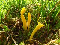 Clavulinopsis helveola, Yellow Club